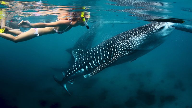 Swim with Whale Sharks in the Philippines