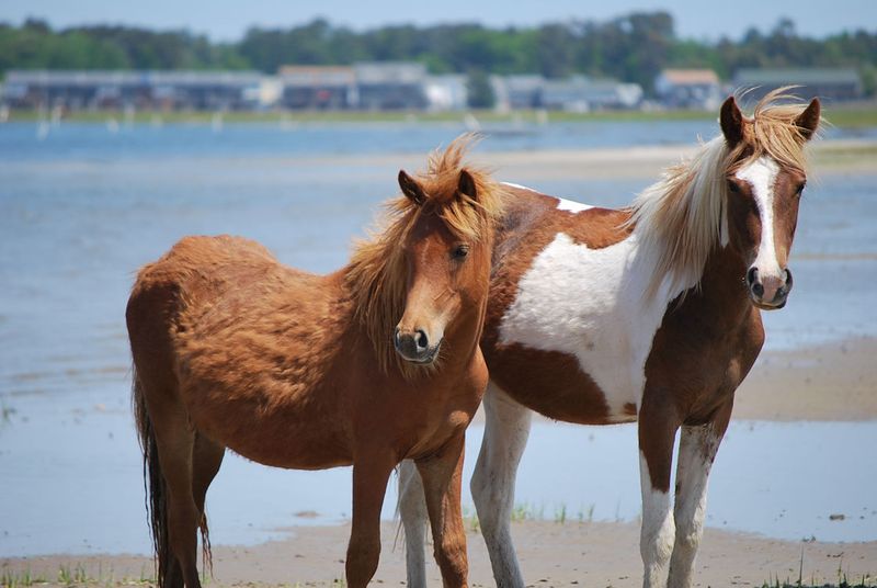 Chincoteague, Virginia