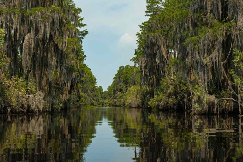 Okefenokee Swamp
