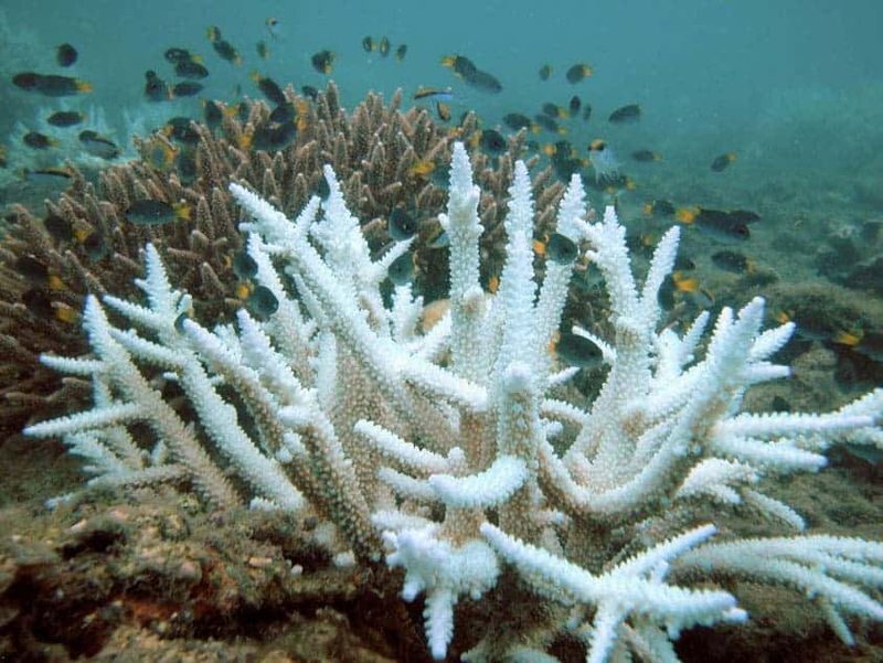 The Great Barrier Reef, Australia