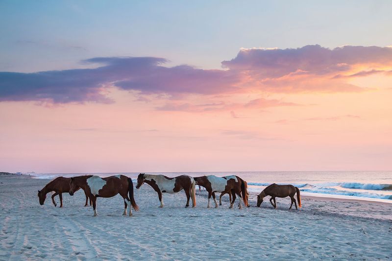Maryland – Assateague Island National Seashore