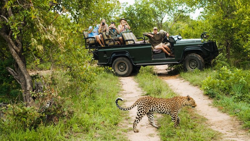 South Africa's Safari Adventure