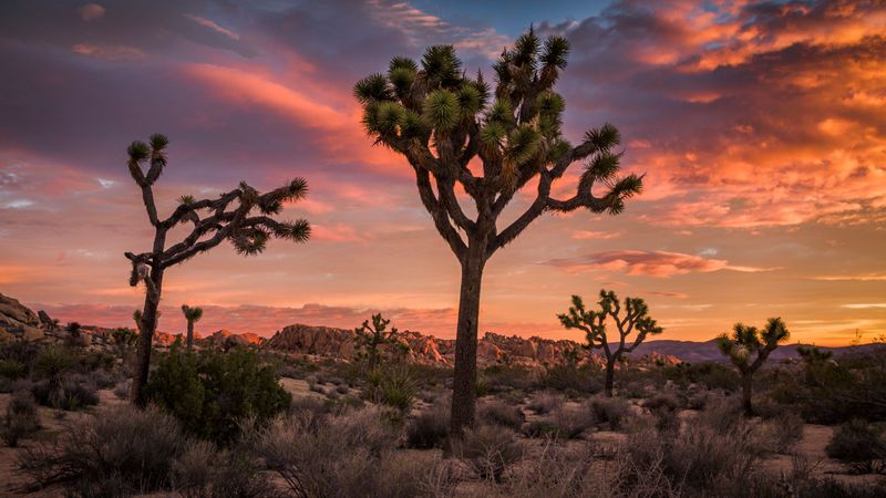 Joshua Tree's Desert Mystique