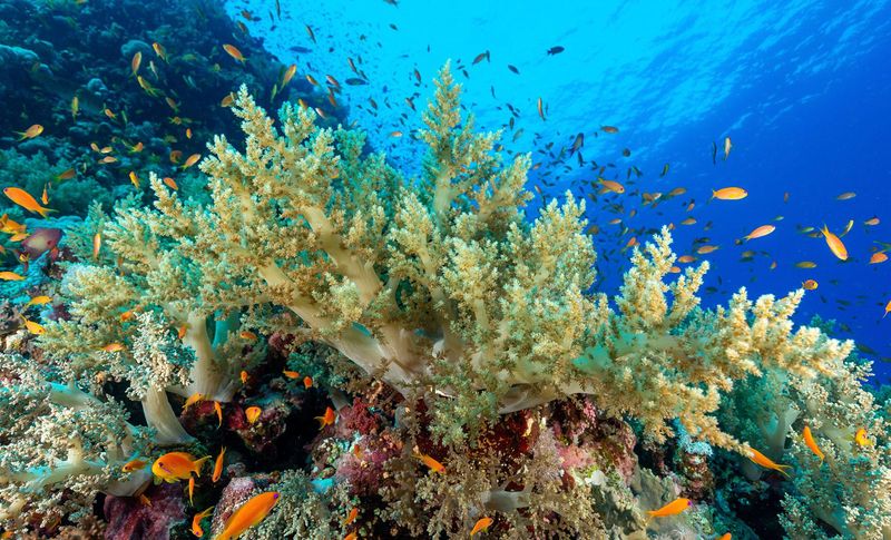 Roatán: Honduras' Coral Reef Paradise