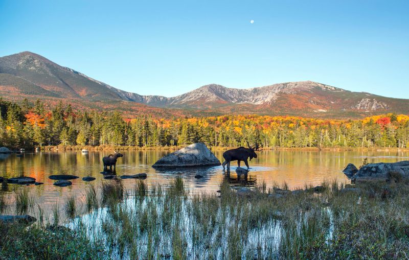 Moose Spotting in Maine