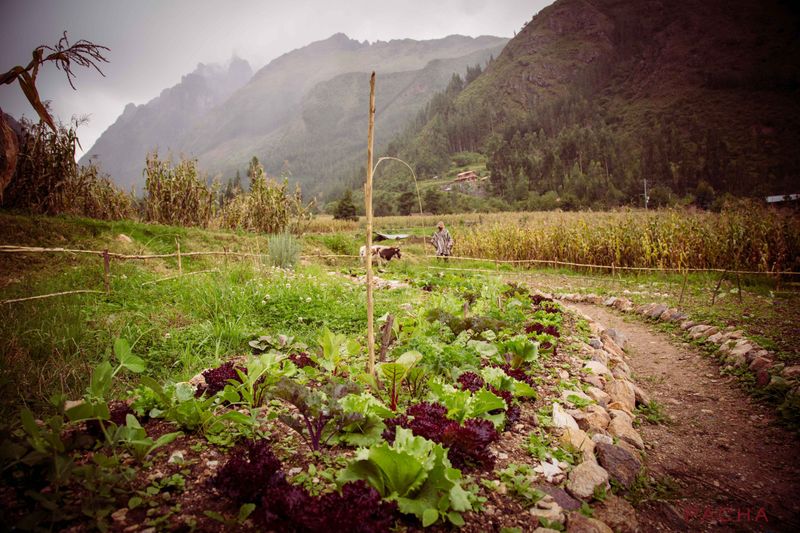 Permaculture Projects in Peru