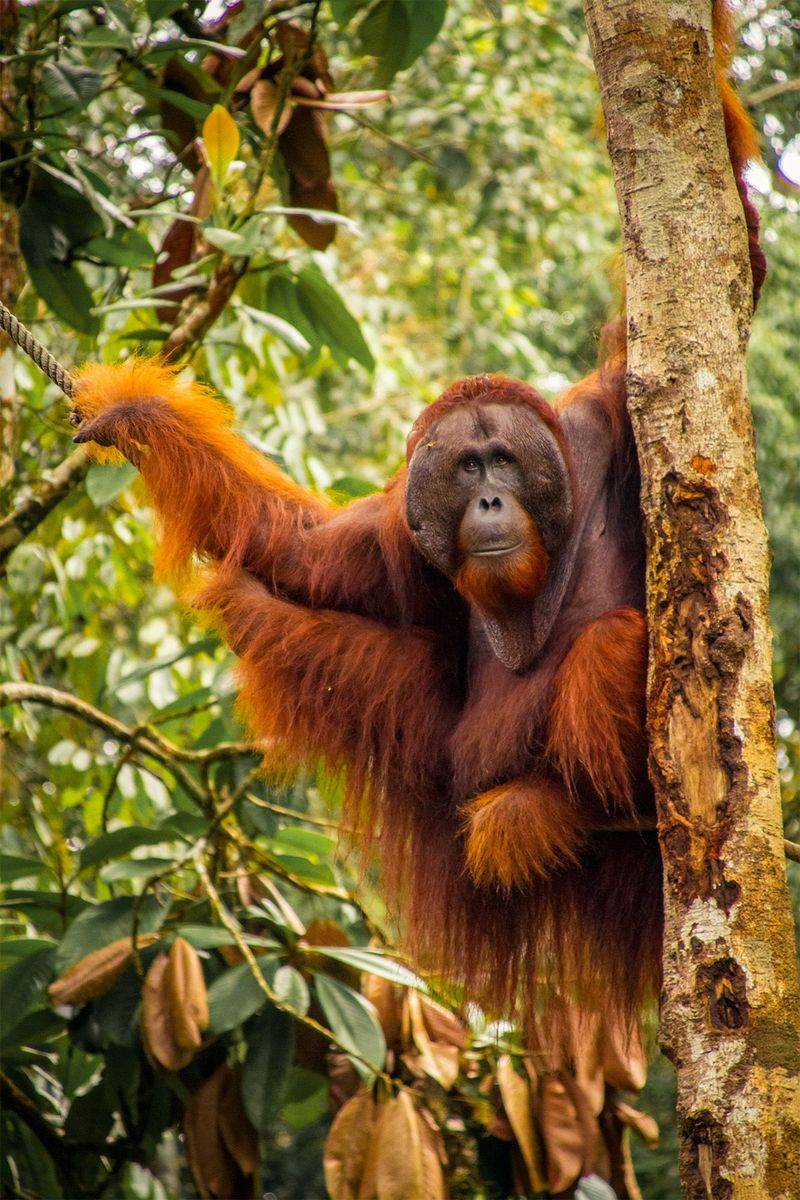 Trek Through Borneo's Ancient Rainforests, Malaysia