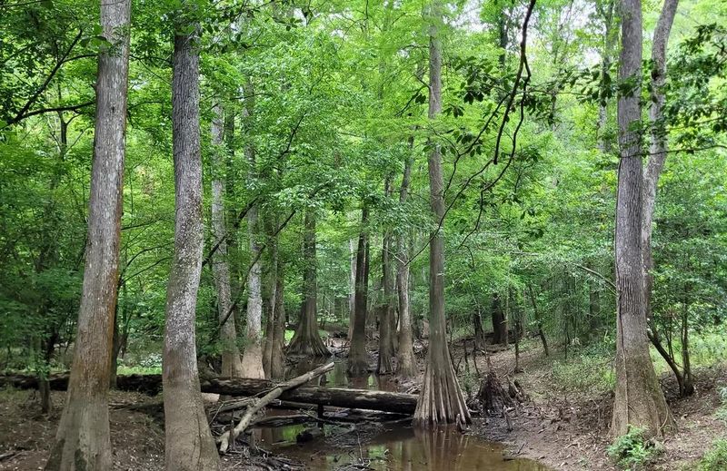 South Carolina Lowlands