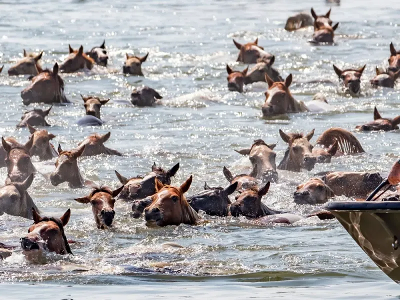 Chincoteague Island, Virginia