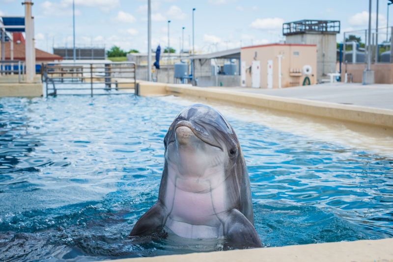 Swimming With Dolphins In Captivity