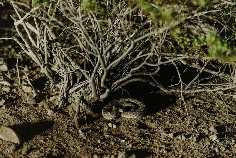 Big Bend: Desert Border Dangers