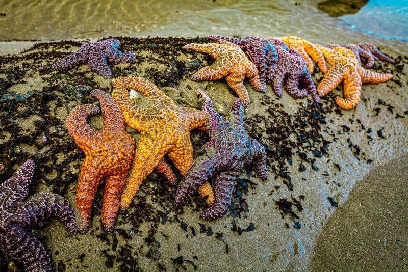 Tidepooling at Olympic National Park