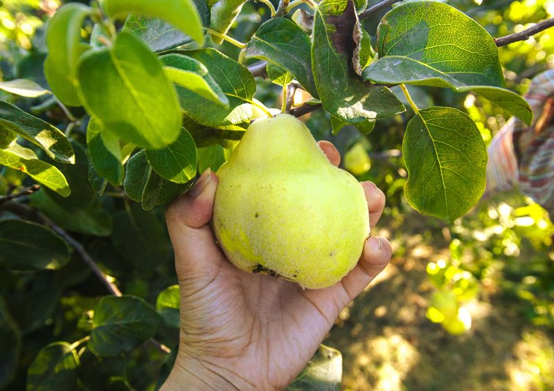 Farm-to-Table Food Trail