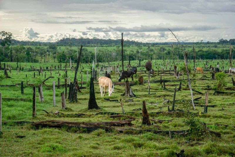 Putumayo Department: Amazon Gateway With Persistent Dangers