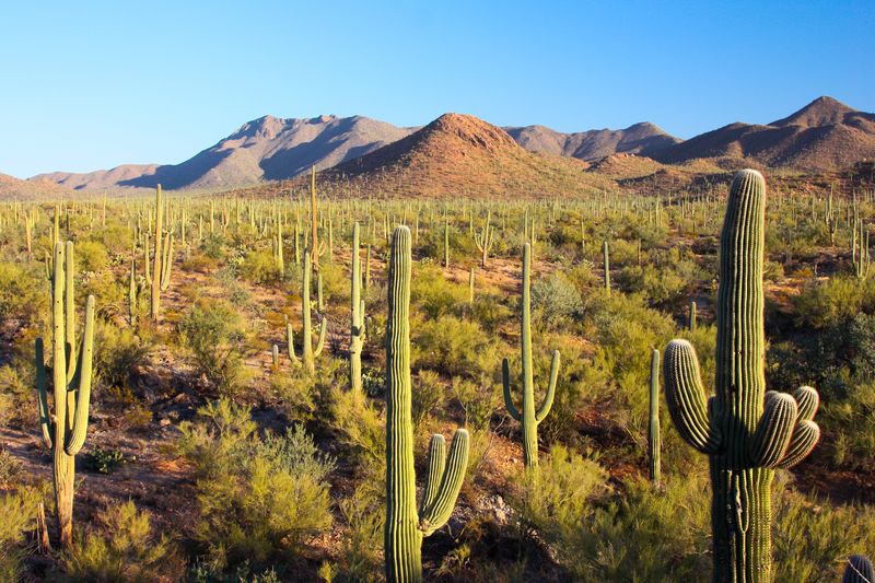 Arizona Desert Wonders