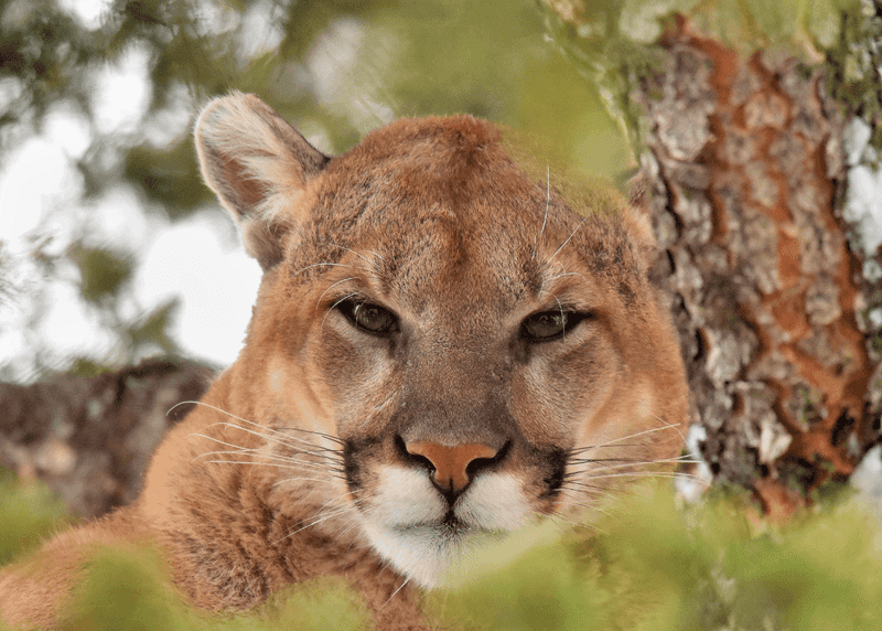 Nevada – Spring Mountains National Recreation Area