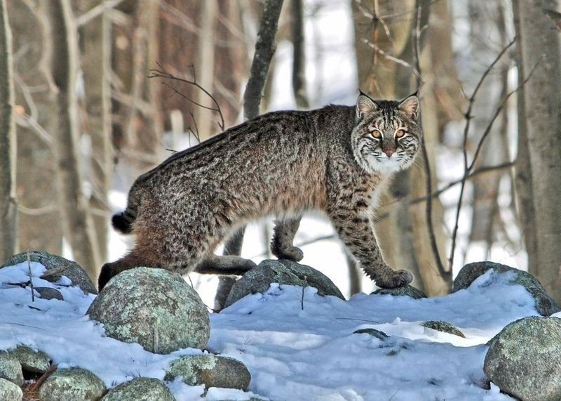 New Hampshire – White Mountain National Forest