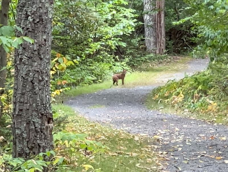New Jersey – Stokes State Forest