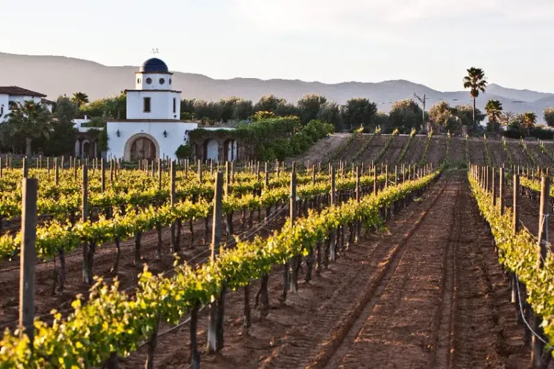 Booming Wine Region Rivals Napa Valley