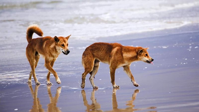 Fraser Island, Australia: Where Beauty Meets Danger