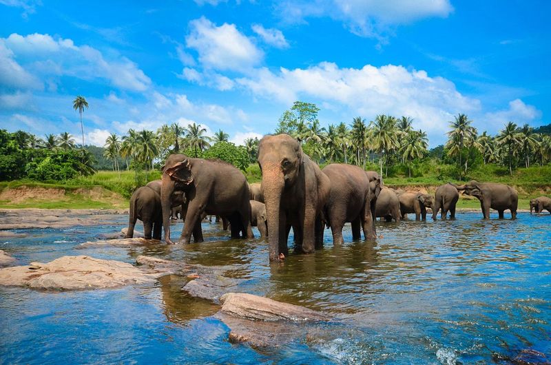 Pinnawala Elephant Orphanage Garden – Pinnawala, Sri Lanka