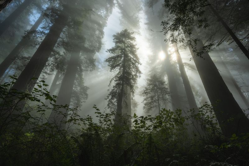 The Ancient Redwoods: Standing Among Giants