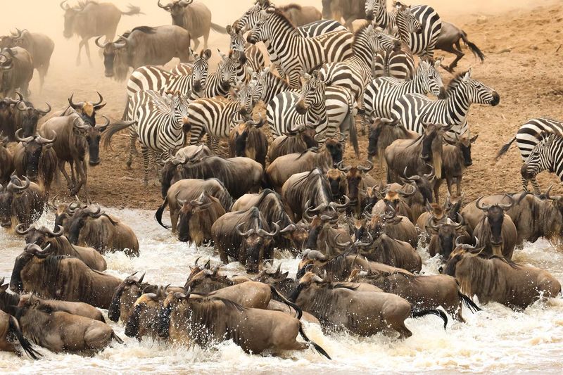 The Serengeti's Great Migration