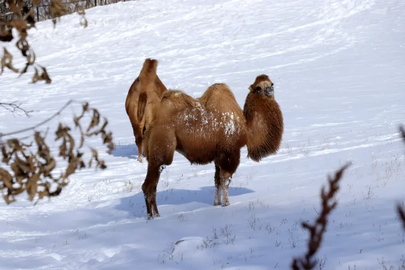 Minnesota Zoo – Apple Valley, Minnesota