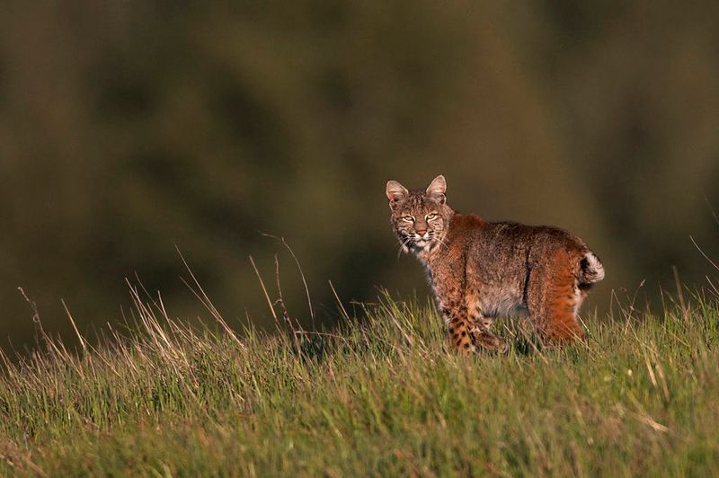 North Dakota – Little Missouri National Grassland