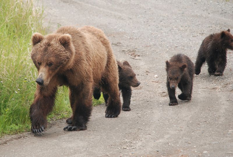 Wrangell-St. Elias: Alaska's Beautiful Death Trap