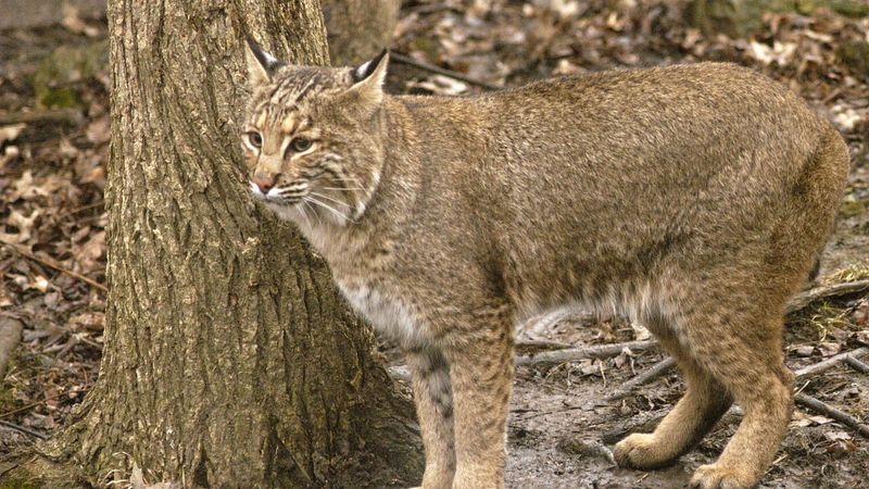 Ohio – Wayne National Forest