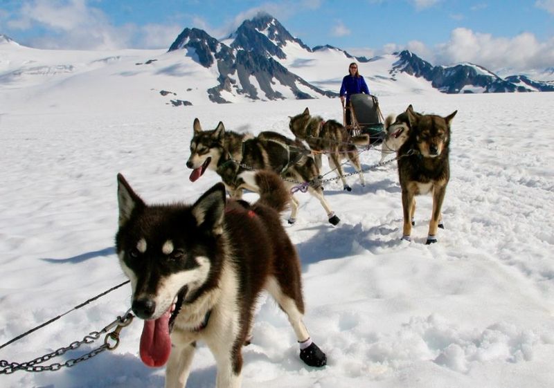 Dog sledding in Denali