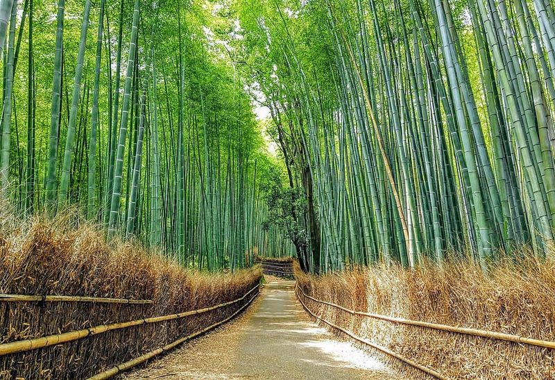 Kyoto's Arashiyama Bamboo Grove: A Green Cathedral