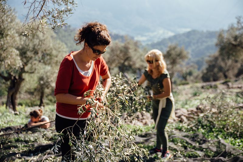 November: Olive Harvest & Authentic Experiences