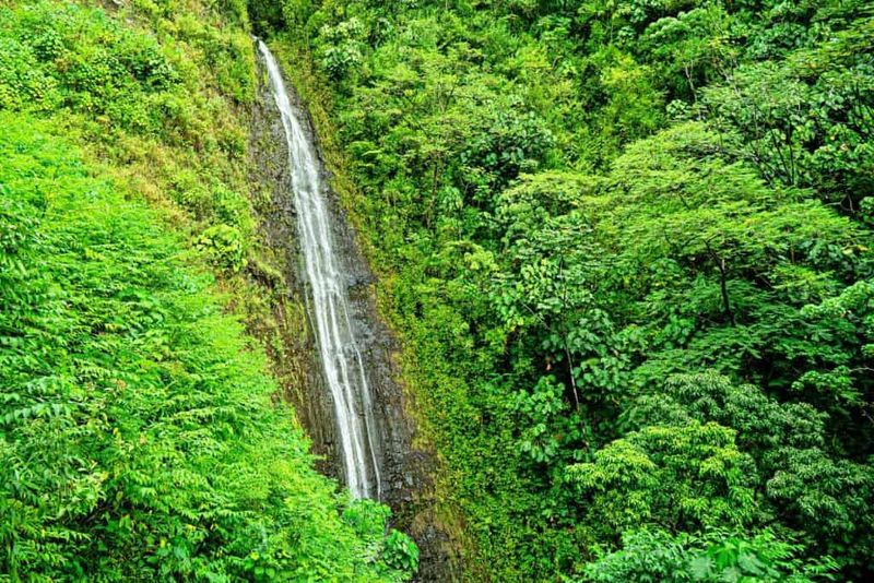 Manoa Falls Path