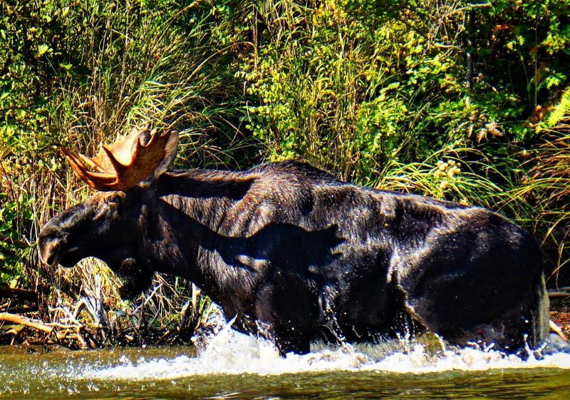 Newberry: Moose Capital Charm