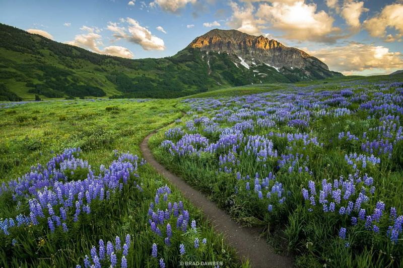 Crested Butte: Wildflower Capital of Colorado