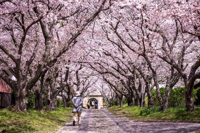 Kyoto During Cherry Blossom Season