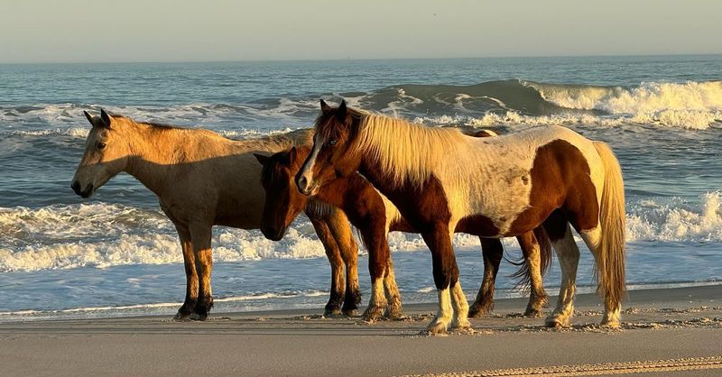 Assateague Island, Maryland