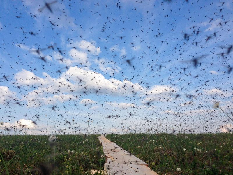 Underestimating Alaska's mosquitoes