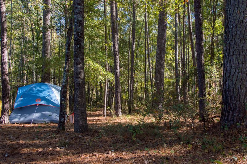 Camp Under A Canopy Of Ancient Trees