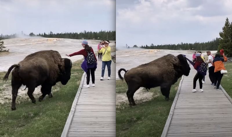 Wildlife Is Always Safe