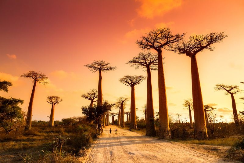Madagascar's Avenue of the Baobabs