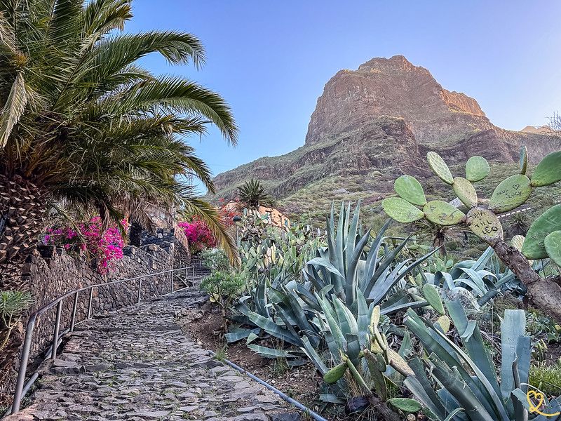 Cactus-Lined Pathways