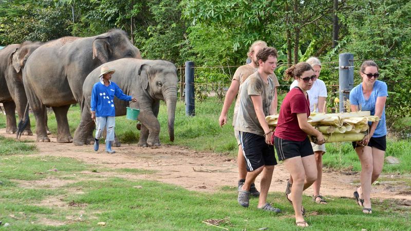 Elephant Care in Thailand