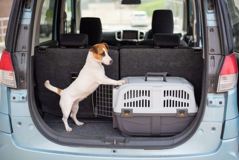 Pet Travel Gear And Preparation Requirements