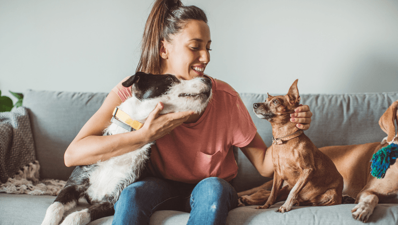 Alternatives To Bringing Your Pet (Sitters, Boarding, Etc.)