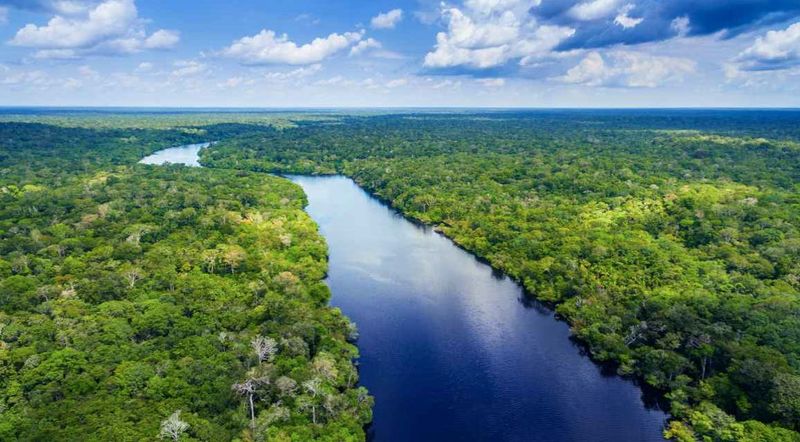The Amazon Rainforest