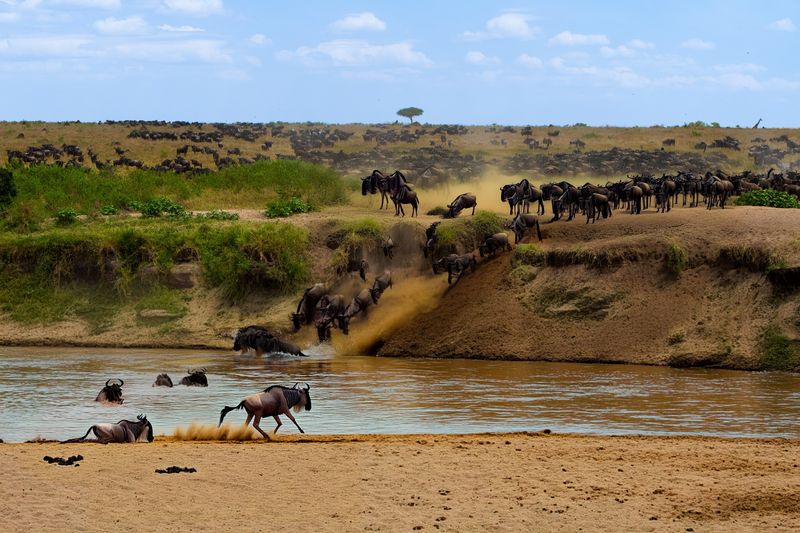 The Great Migration Crossing in Tanzania