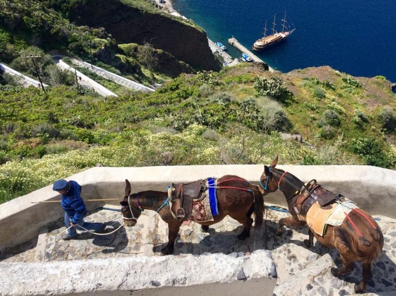 Santorini's Donkey Ride Deception
